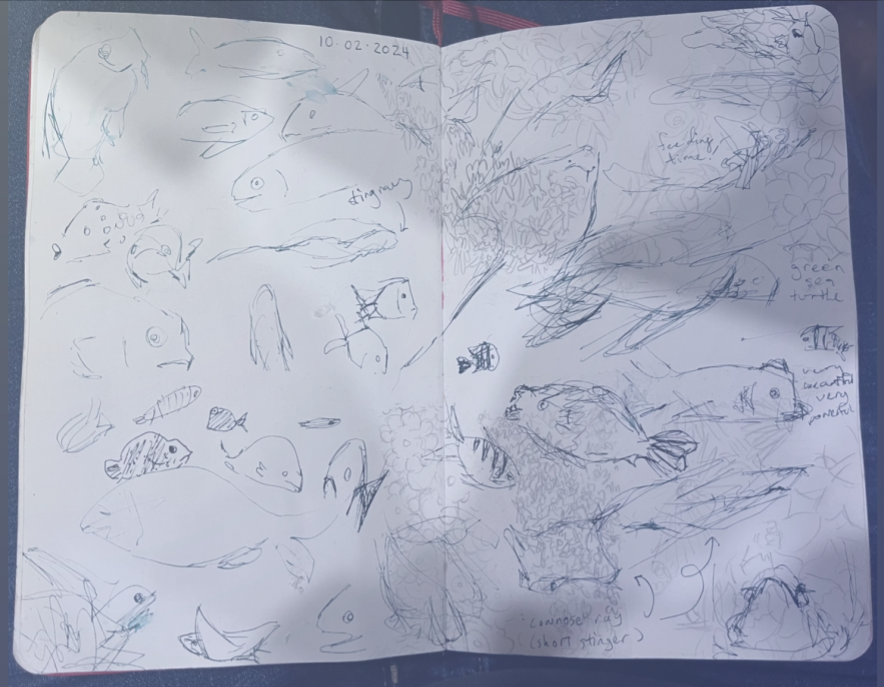a picture of a book with loose ink drawings of various fish, rays, and turtles.